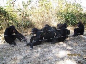 moyens grooming