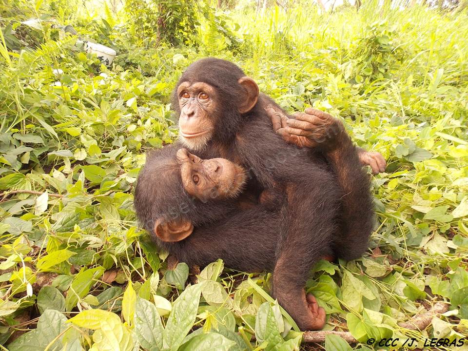 Tango et N'Dama