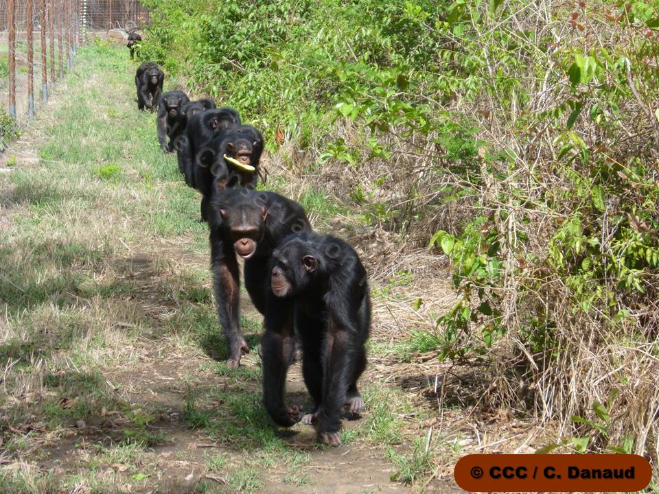 Le groupe des ados dans leur enclos Crédit photo C.Danaud