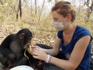 Soin au chimpanzé