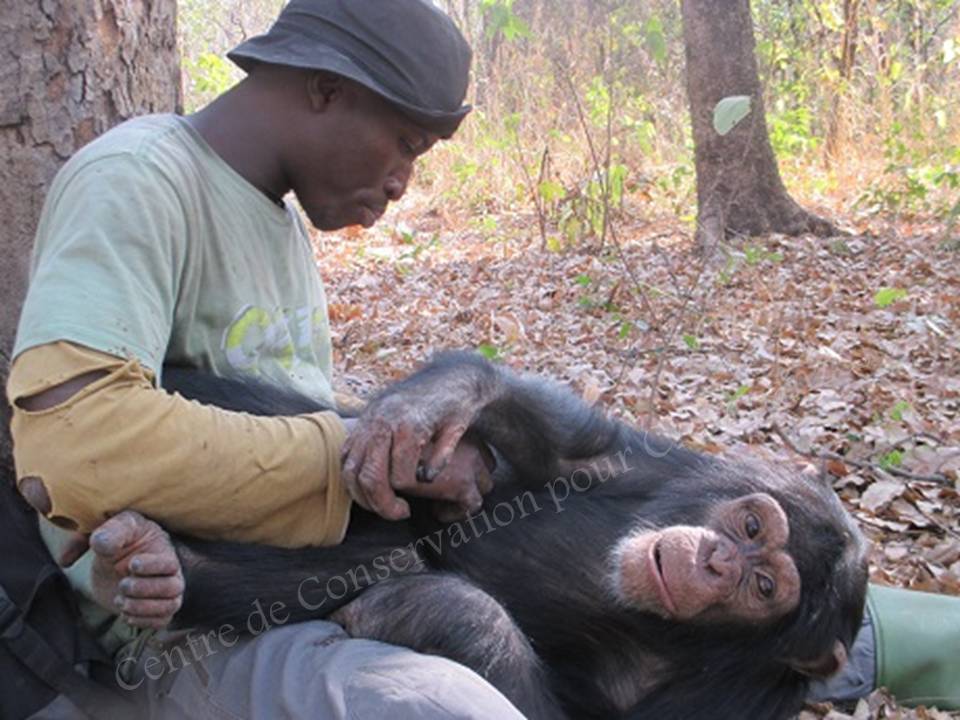 Un soigneur épouille un chimpanzé
