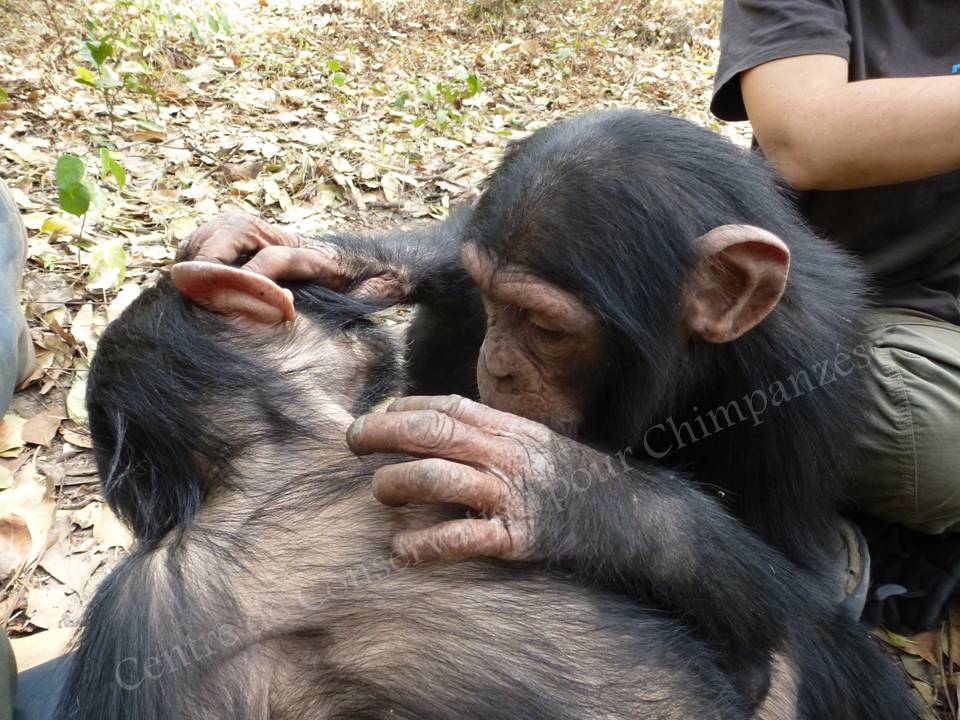 Des chimpanzés qui s'épouillent.