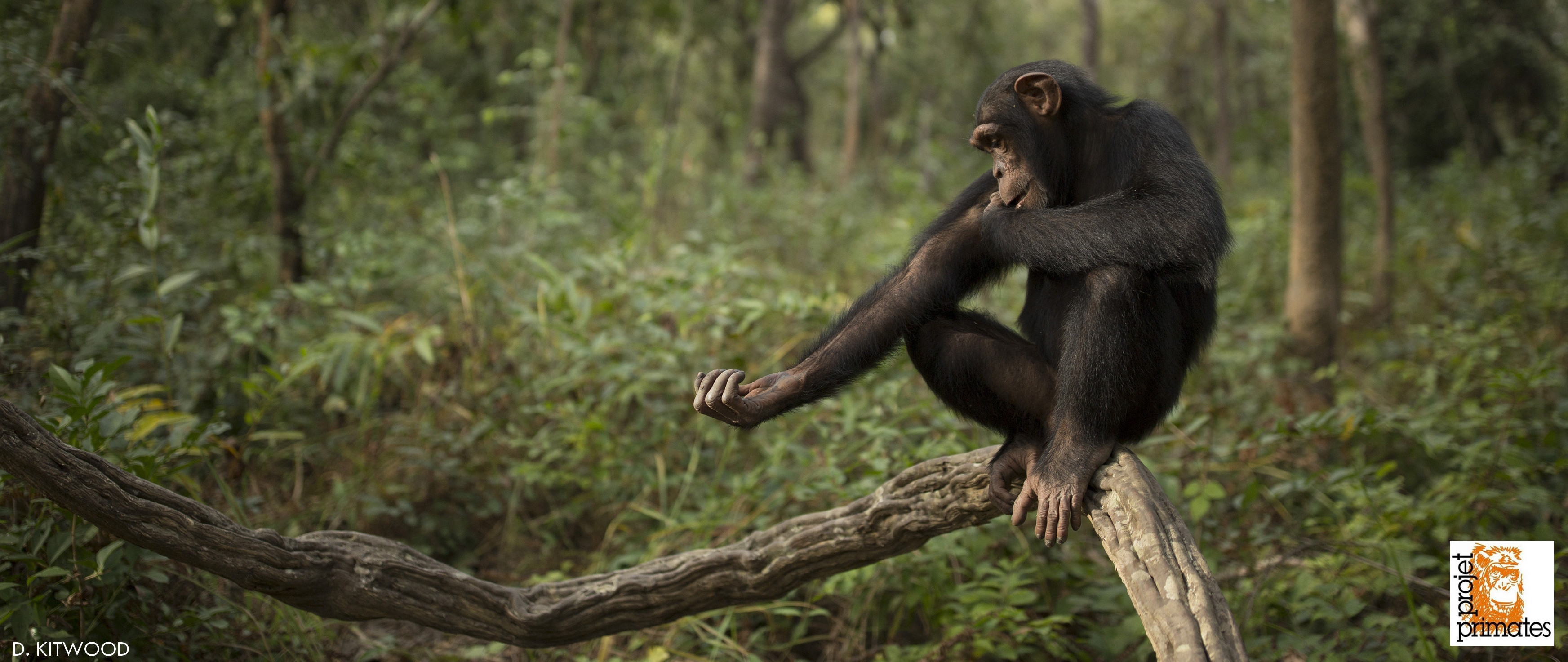 Home Projet Primates