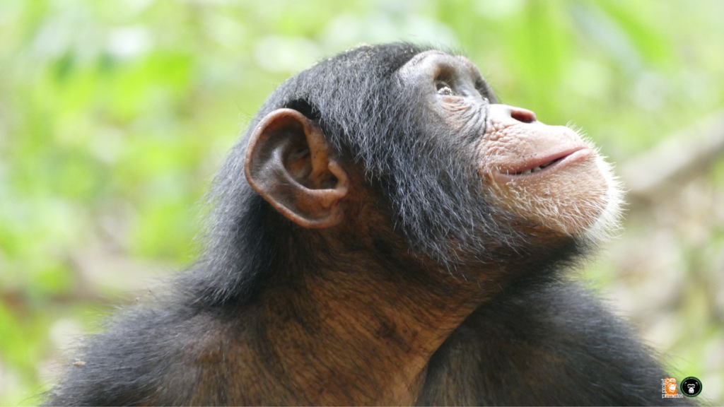 Kanda regard