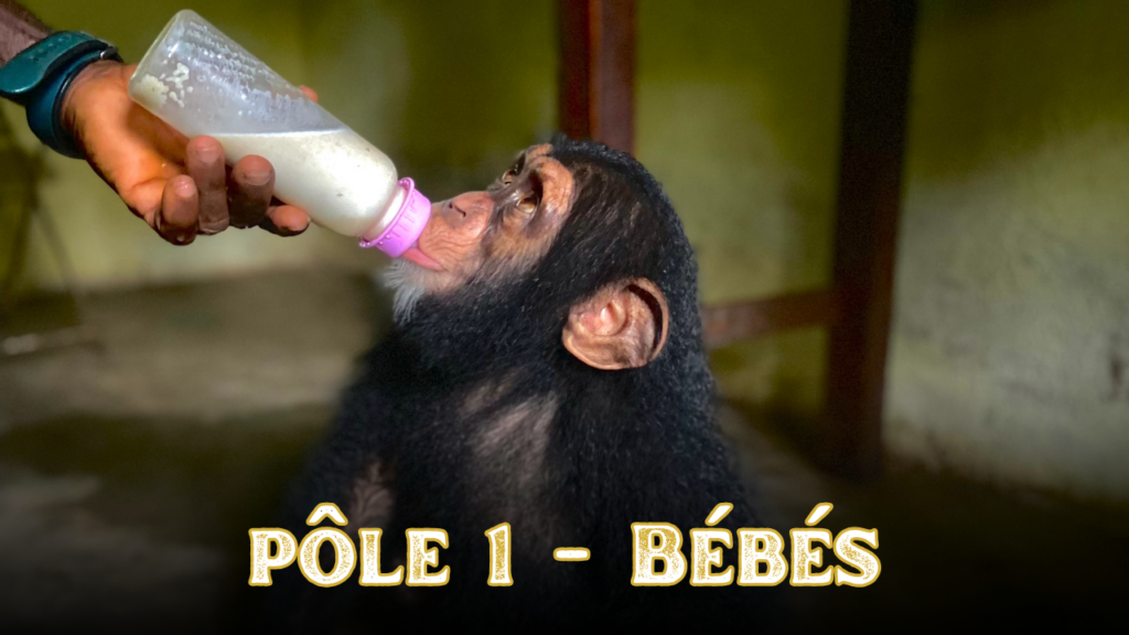Pôle 1 - Bébés_Biberons
