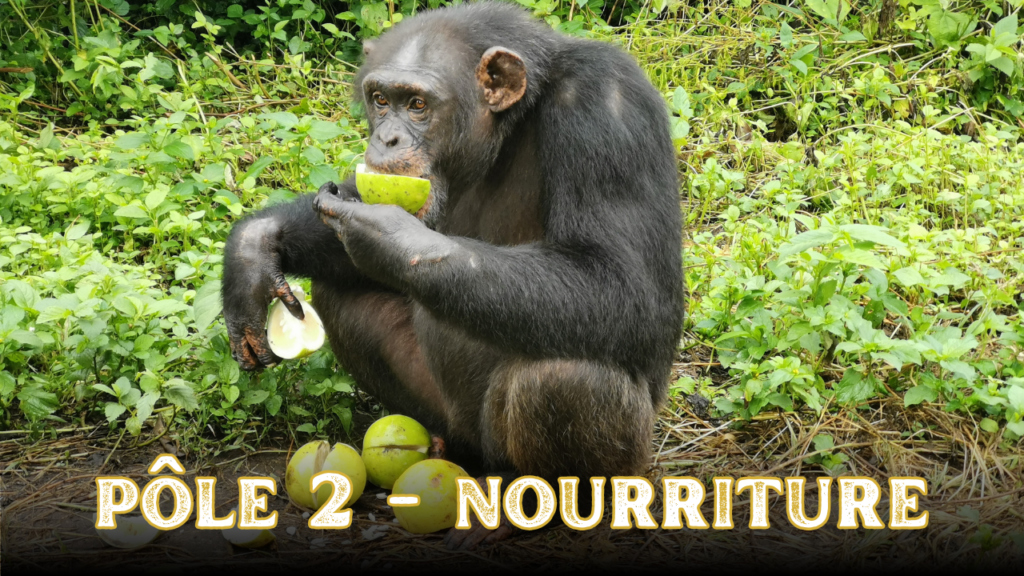 Pôle 2 - Nourriture