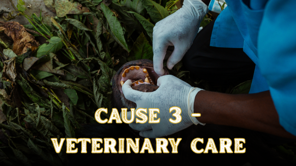 Cause 3 - Veterinary care