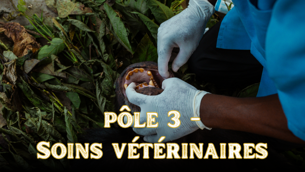Pôle 3 - Soins Vétérinaires