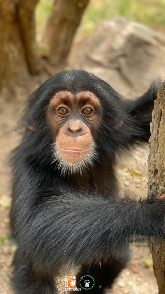 Portrait Siaka
